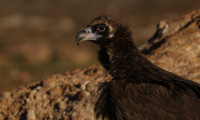 Boumort National Game Reserve - Vulture Hide